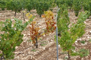 Vineyard plants affected by Armillaria fungus