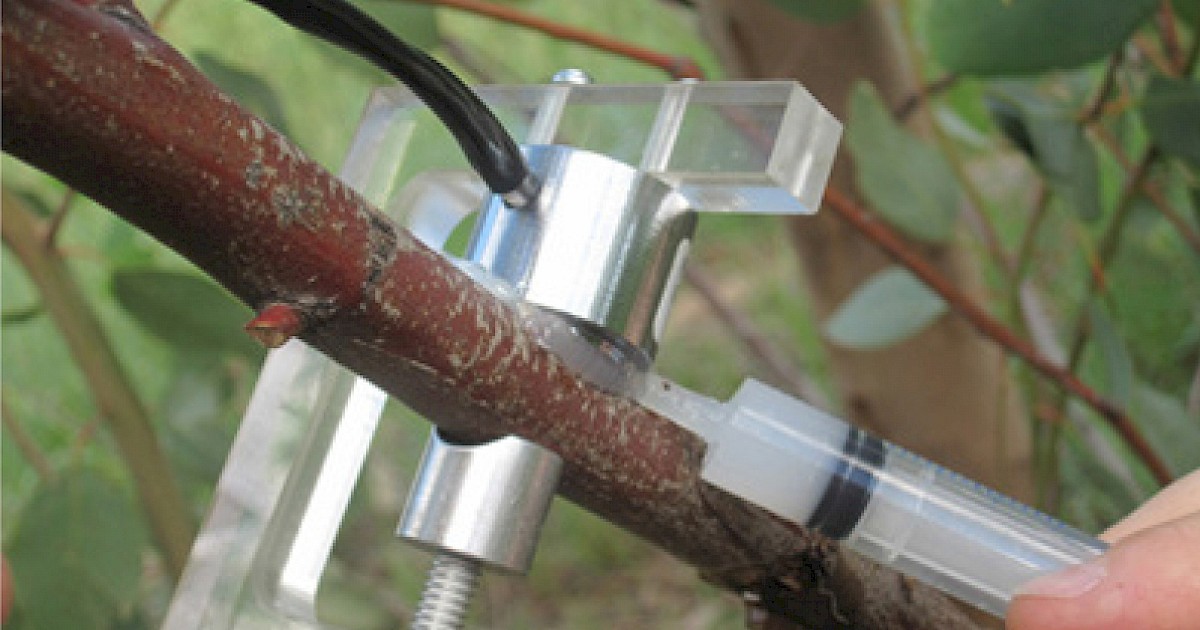 Stem Water Potential